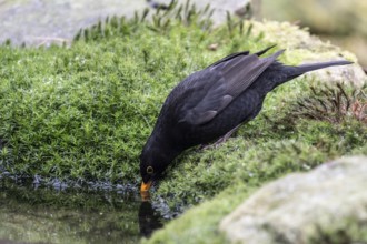 Blackbird (Turdus merula), Emsland, Lower Saxony, Germany