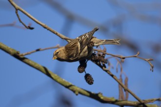 Redpoll (Acanthis flammea) adult bird in an Alder tree in winter, England, United Kingdom
