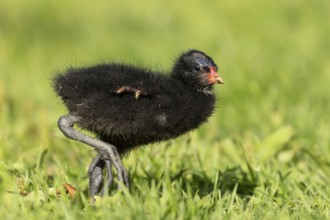 Moorhen (Gallinula chloropus) juvenile baby bird on a grass lawn in summer, England, United Kingdom