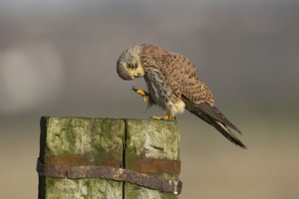 Common kestrel (Falco tinnunculus) adult falcon bird of prey on a wooden post, England, United