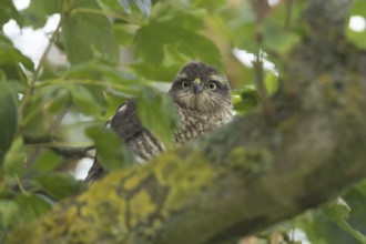 Eurasian sparrowhawk (Accipiter nisus) adult female bird of prey in a tree, England, United Kingdom