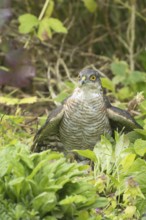 Eurasian sparrowhawk (Accipiter nisus) adult male bird of prey mantling on a small bird its caught
