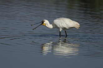 Eurasian spoonbill (Platalea leucorodia) adult bird feeding in a shallow lake, RSPB Frampton marsh