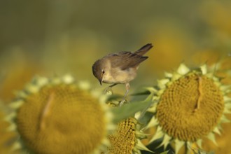 Reed warbler (Acrocephalus scirpaceus) adult bird on sunflower plant seedheads in autumn, RSPB