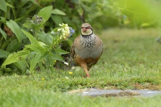 Red legged or French partridge (Alectoris rufa) adult game bird in a garden in summer, England,