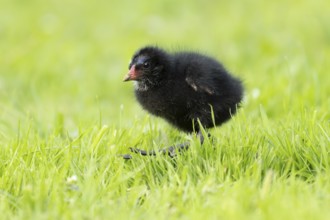 Moorhen (Gallinula chloropus) juvenile baby bird walking on a grass lawn in summer, England, United
