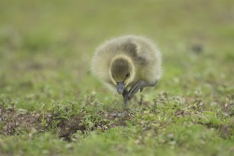 Greylag goose (Anser anser) juvenile baby gosling walking on grassland in summer, England, United