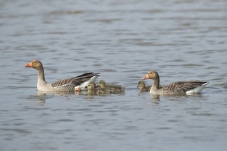 Greylag goose (Anser anser) two adult parent birds and juvenile baby goslings on the water surface