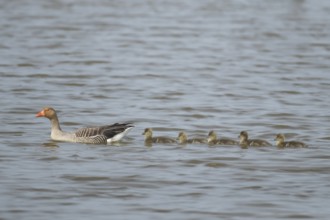 Greylag goose (Anser anser) adult parent bird and five juvenile baby goslings on the water surface
