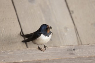 Barn swallow (Hirundo rustica) adult bird with nest material in its beak in summer, England, United