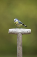 Blue tit (Cyanistes caeruleus) adult garden bird on a fork handle in autumn, England, United