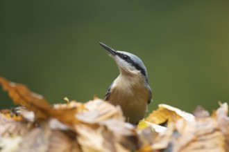 Eurasian nuthatch (Sitta europaea) adult bird searching for food in a woodland in autumn, Wales,