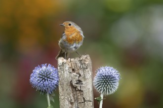 European robin (Erithacus rubecula) adult garden bird on a wooden post in summer, England, United