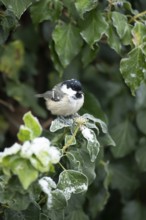 Coal tit (Periparus ater) adult garden bird in a frosted covered Ivy tree in winter, England,