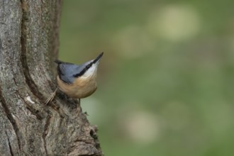 Eurasian nuthatch (Sitta europaea) adult bird on a tree trunk in a woodland in autumn, Wales,
