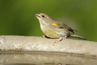 Greenfinch (Chloris chloris) adult female garden bird drinking water from a bird bath in summer,