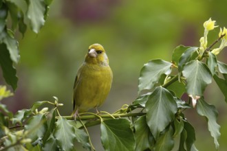 Greenfinch (Chloris chloris) adult male garden bird in an Ivy tree in summer, England, United