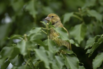 Greenfinch (Chloris chloris) adult garden bird in an Ivy tree in summer, England, United Kingdom