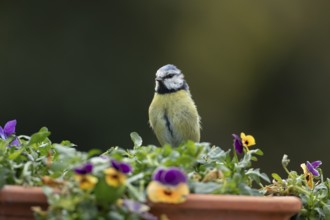Blue tit (Cyanistes caeruleus) adult garden bird on a plant tub with Pansy or Viola flowers in