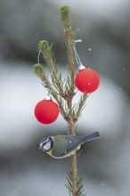 Blue tit (Cyanistes caeruleus) adult garden bird on a snow covered Christmas tree in winter,
