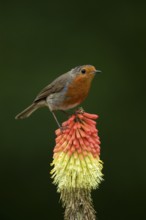 European robin (Erithacus rubecula) adult garden bird on a Red hot poker flower in summer, England,