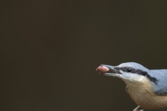 Eurasian nuthatch (Sitta europaea) adult bird with a nut for food in its beak, Wales, United
