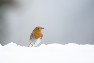 European robin (Erithacus rubecula) adult garden bird on snow in winter, England, United Kingdom