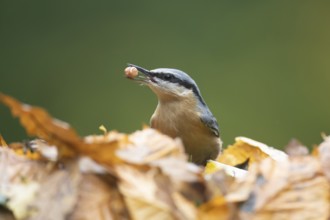 Eurasian nuthatch (Sitta europaea) adult bird with a nut in its beak for food in a woodland in