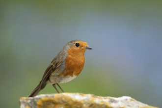 European robin (Erithacus rubecula) adult garden bird on a rock, England, United Kingdom