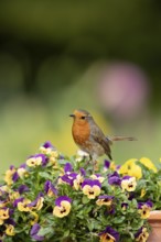 European robin (Erithacus rubecula) adult garden bird on a plant tub with Pansy or Viola flowers in