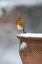 European robin (Erithacus rubecula) adult garden bird on a snow coverd plant pot in winter,