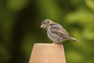 House sparrow (Passer domesticus) adult female garden bird on a plant pot in summer, England,