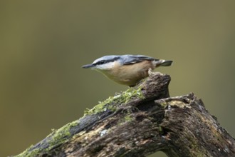 Eurasian nuthatch (Sitta europaea) adult bird on a tree branch in a woodland in autumn, Wales,