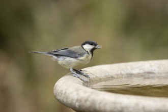 Great tit (Parus major) adult garden bird drinking water from a bird bath in summer, England,