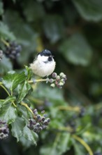 Coal tit (Periparus ater) adult garden bird in an Ivy tree in winter, England, United Kingdom
