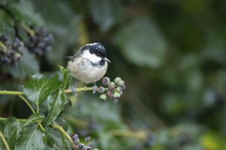 Coal tit (Periparus ater) adult garden bird in an Ivy tree in winter, England, United Kingdom