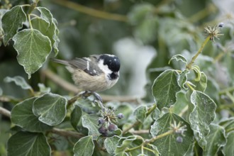 Coal tit (Periparus ater) adult garden bird in a frosted covered Ivy tree in winter, England,