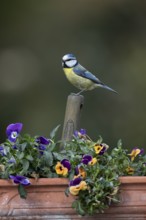 Blue tit (Cyanistes caeruleus) adult garden bird on a fork handle in a plant tub with Pansy or