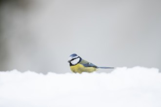 Blue tit (Cyanistes caeruleus) adult garden bird on snow in winter, England, United Kingdom