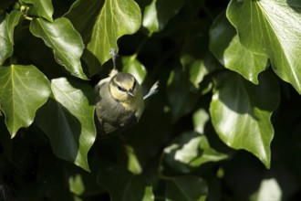 Blue tit (Cyanistes caeruleus) juvenile baby fledgling garden bird in an Ivy tree in summer,