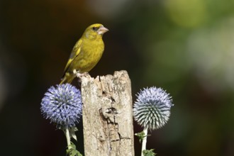 Greenfinch (Chloris chloris) adult male garden bird on a wooden post in summer, England, United