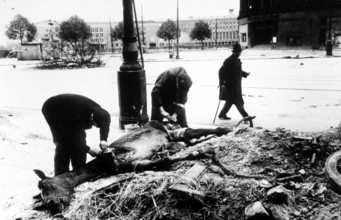 In front of Tempelhof Airport, Berlin in May 1945. Civilians use the dead horse to get food. Many