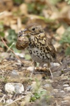 Song thrush (Turdus philomelos) adult garden bird with a snail in its beak for food, England,