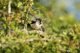 Long tailed tit (Aegithalos caudatus) adult garden bird sleeping on a tree branch in summer,
