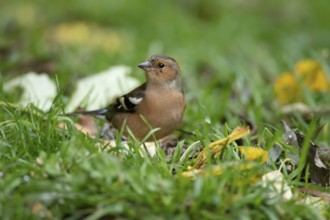 Eurasian chaffinch (Fringilla coelebs) adult male bird on a garden grass lawn in autumn, England,