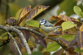 Blue tit (Cyanistes caeruleus) adult garden bird on a Magnolia tree branch amongst autumn colour