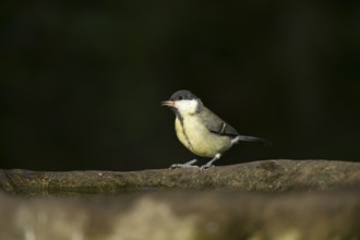 Great tit (Parus major) juvenile baby fledgling garden bird on a bird bath in summer, England,