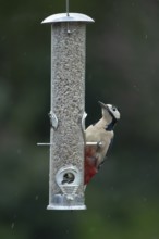 Great spotted woodpecker (Dendrocopos major) adult bird feeding on sunflower hearts seeds from a