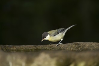 Great tit (Parus major) juvenile baby fledgling garden bird drinking water from a bird bath in