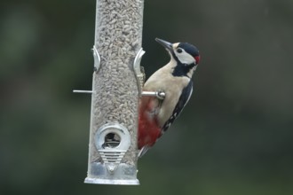 Great spotted woodpecker (Dendrocopos major) adult bird feeding on sunflower hearts seeds from a